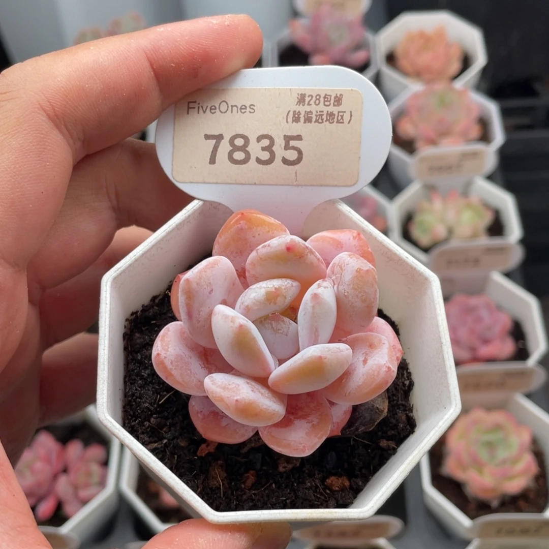 雪糕7835-5.0厘米