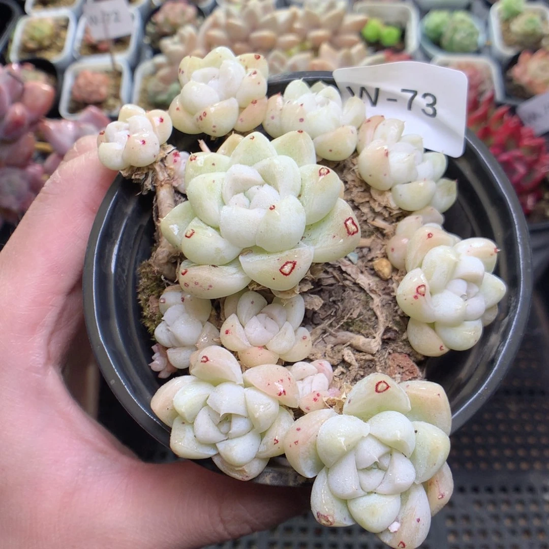 W73y y y y y y y y y