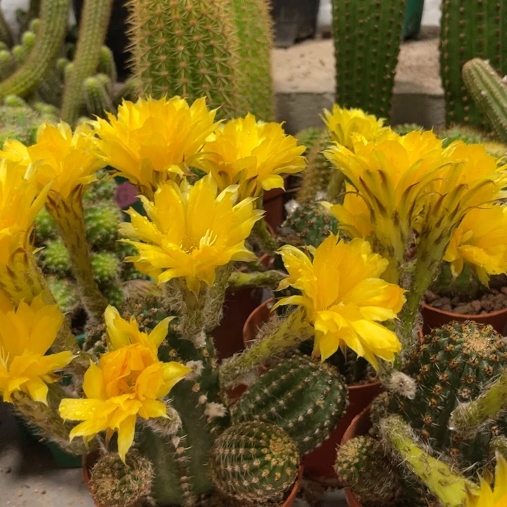 新品大型黄花金刚带花苞