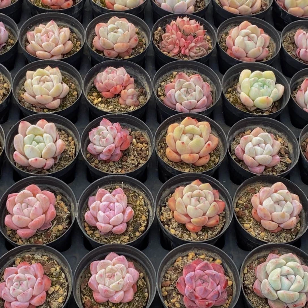 596多肉植物保护研究所所长的时候