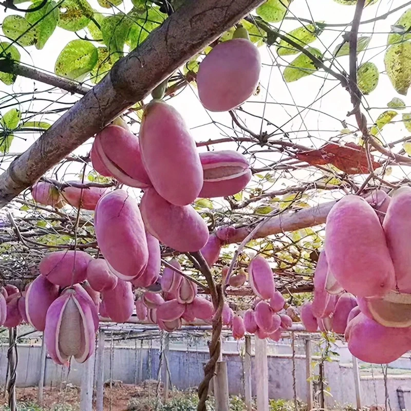 无籽八月瓜苗当年结果少籽八月炸果苗紫树八月瓜树苗粉果巨果少籽