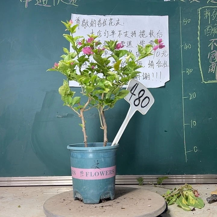当前无花栽培后可以开花斑叶米罗 双杆  480