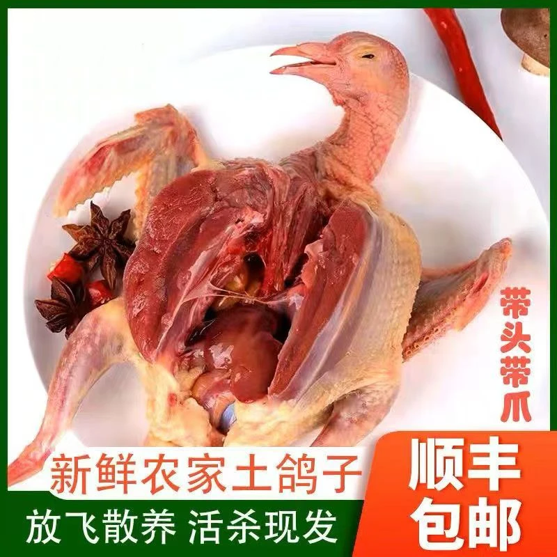 农家散养中鸽5只乳鸽净重2.5-3斤左右 非老鸽m