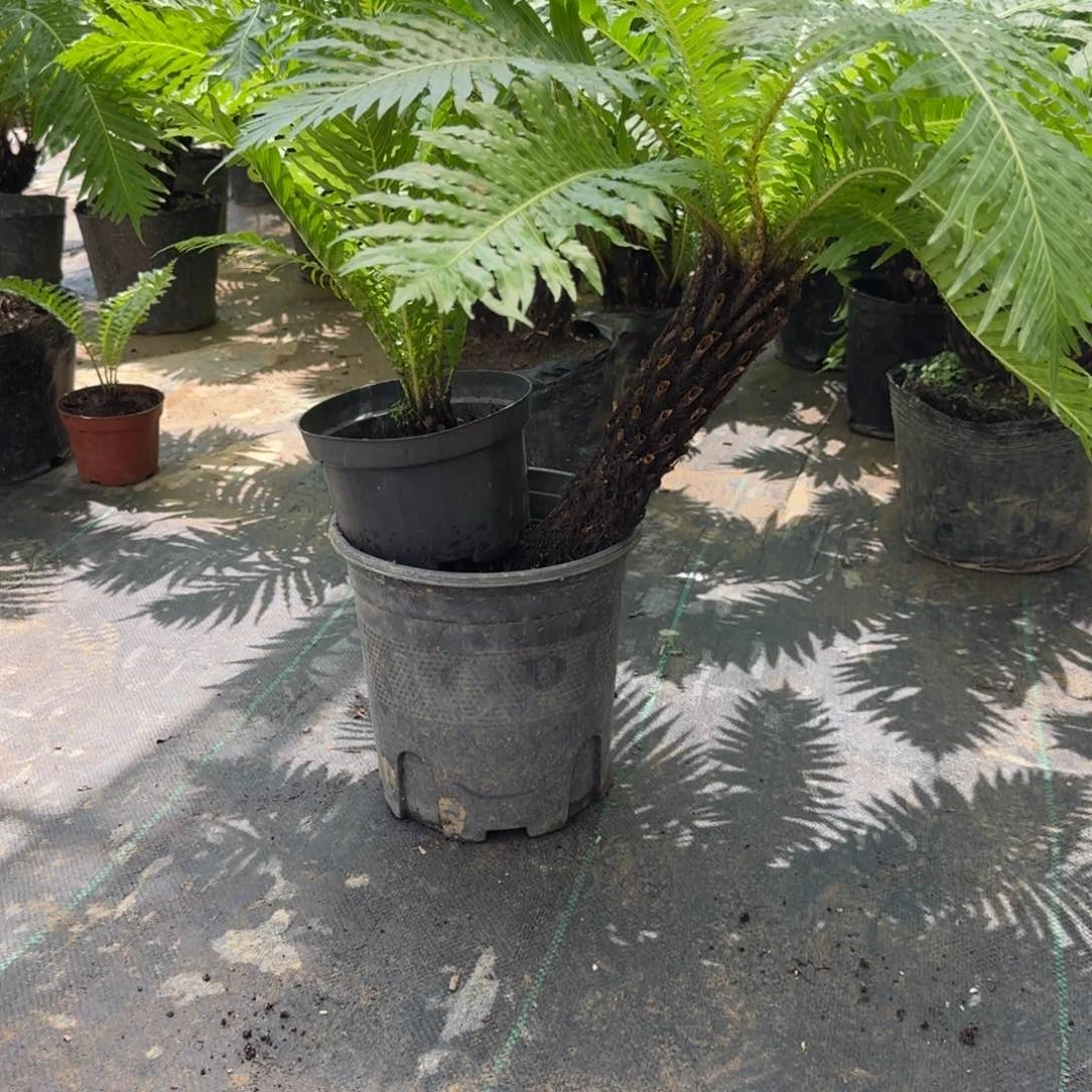 用***8不开花植物单头加一苗