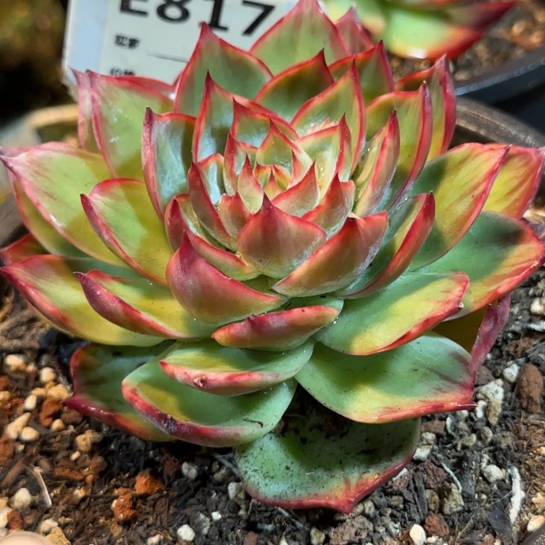 ℳ***月惊鸿一物一拍包装收缩花旱817