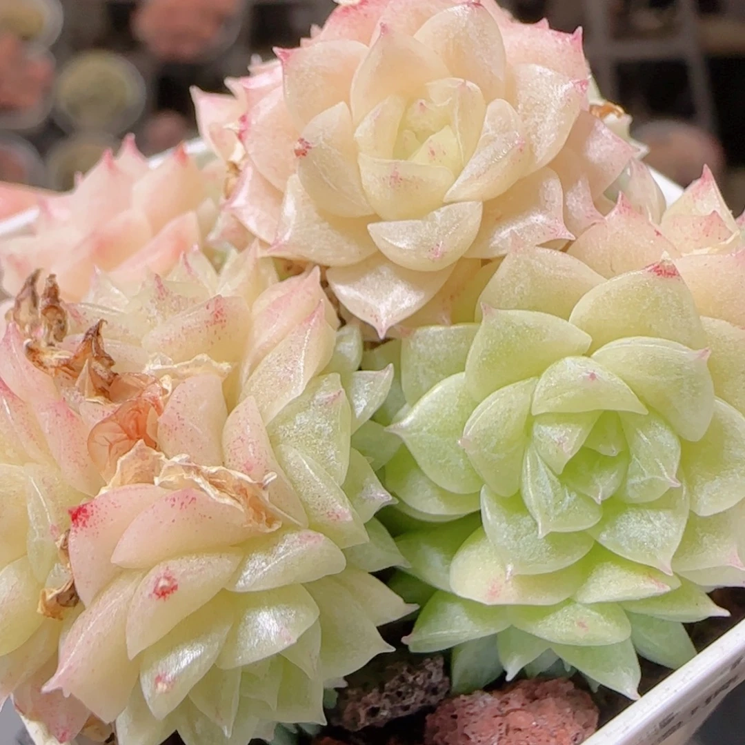 花语多肉1216-123散