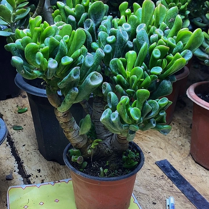 完全开放马蹄吸财树一物一拍