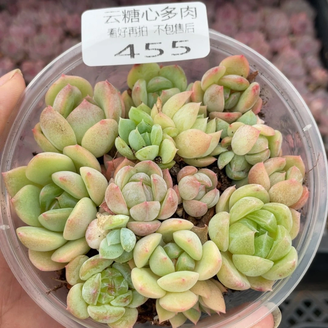 云糖心多肉植物455