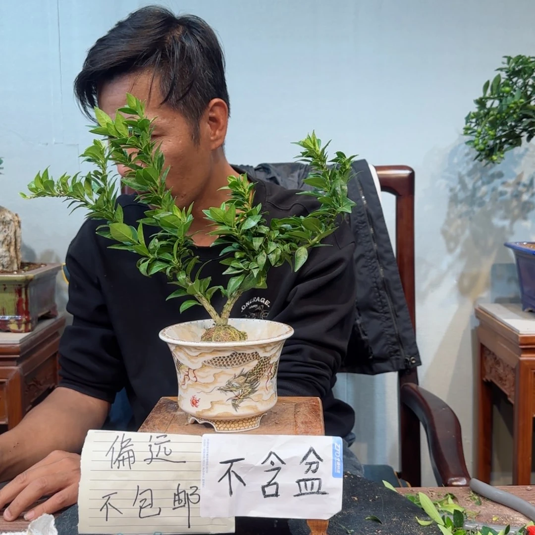 当前无花朵，栽培后可花朵…**蜂