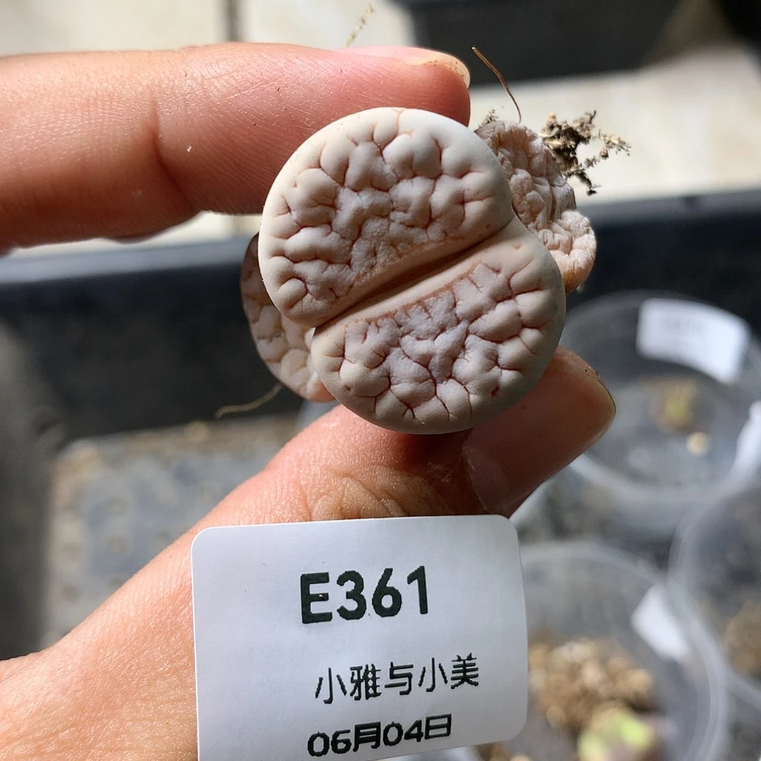 E361多肉植物保护