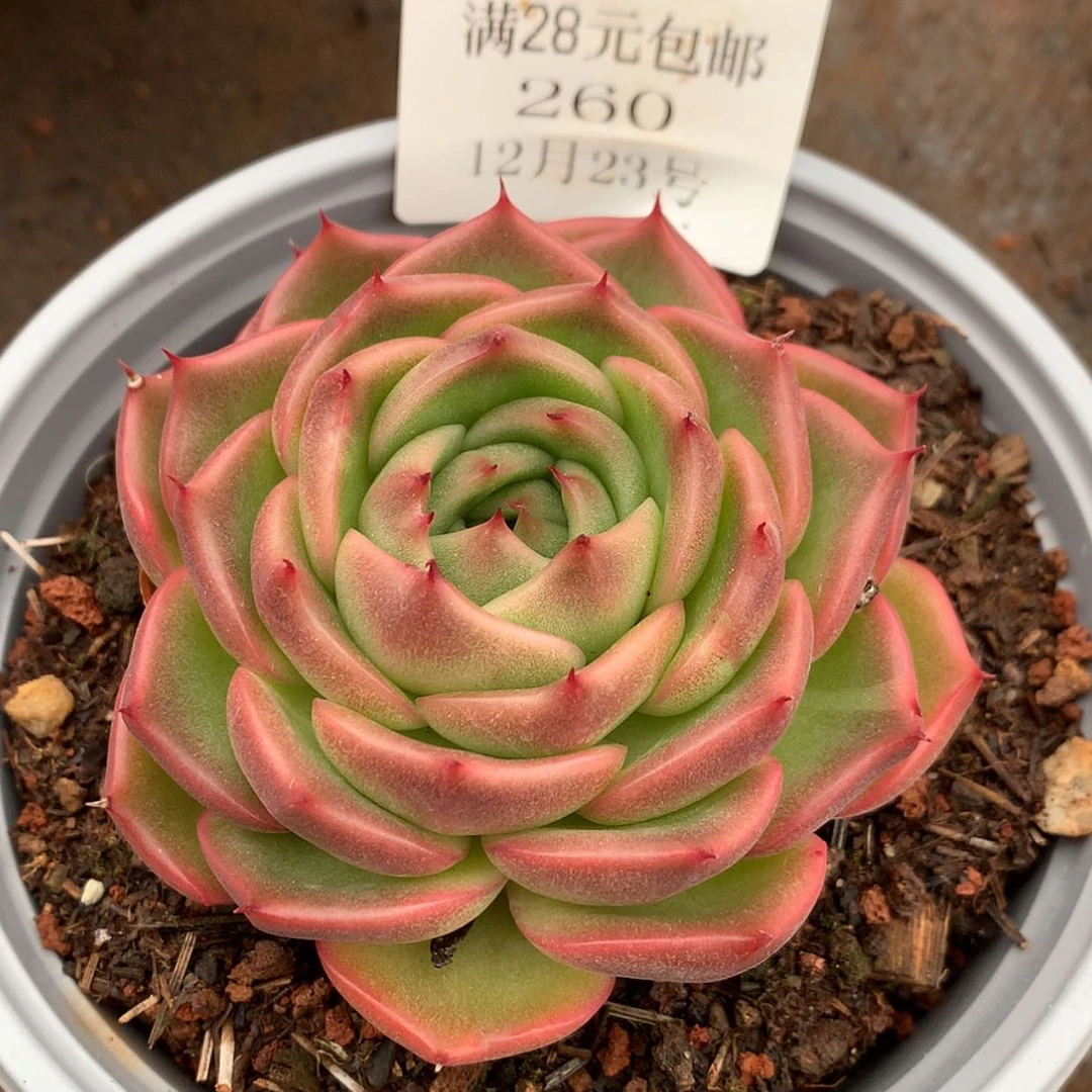 【闪购商品】云260