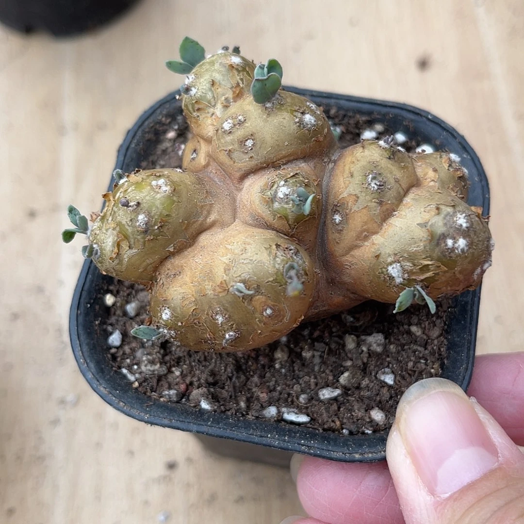 老家产地格加厚敦菊