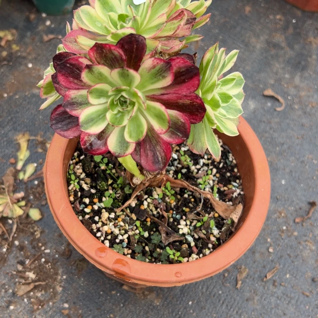 158伯爵嫁接多肉多头多头