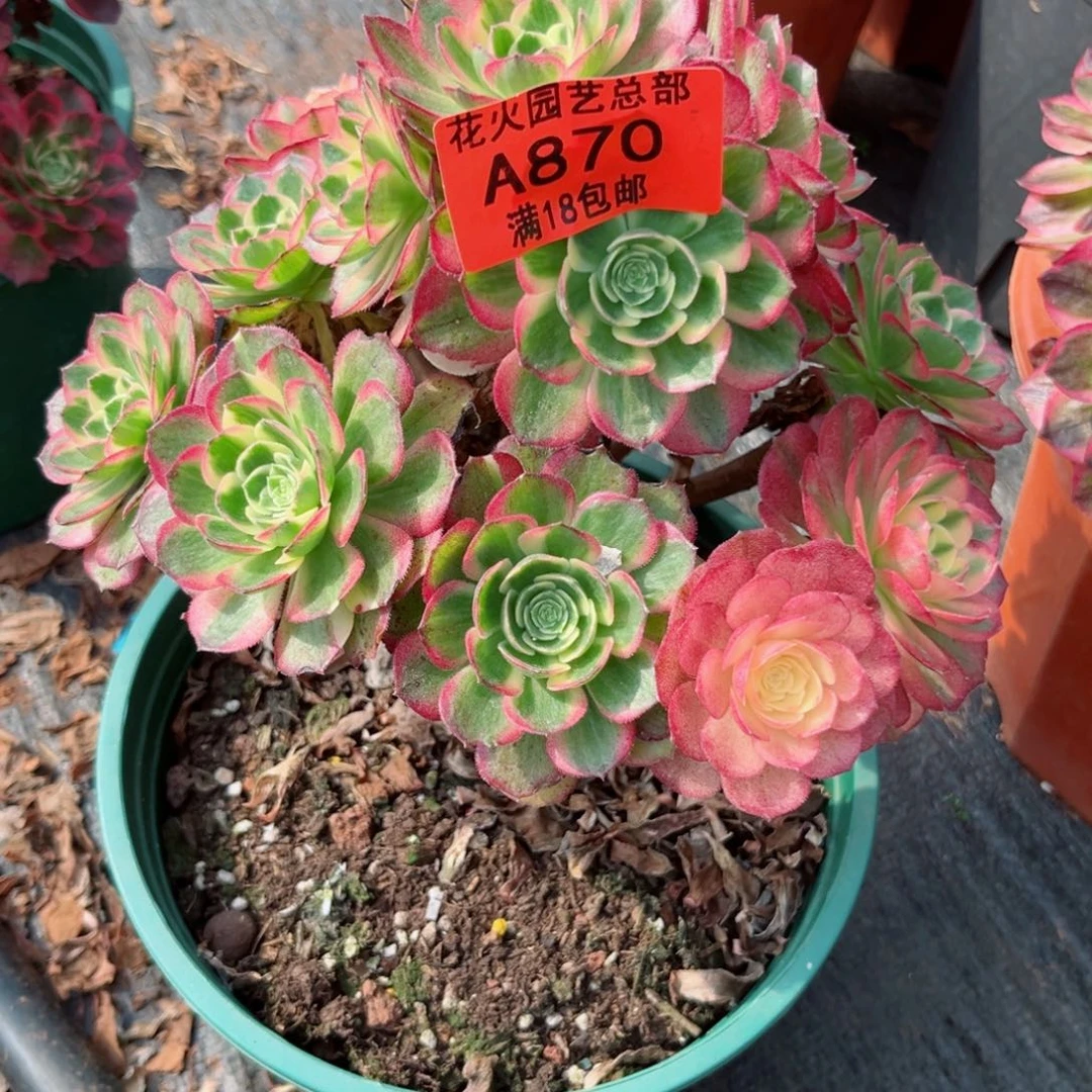 海王870多肉植物