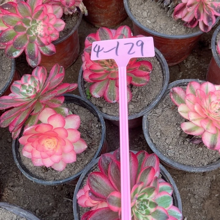 4-129荔枝4颗组合