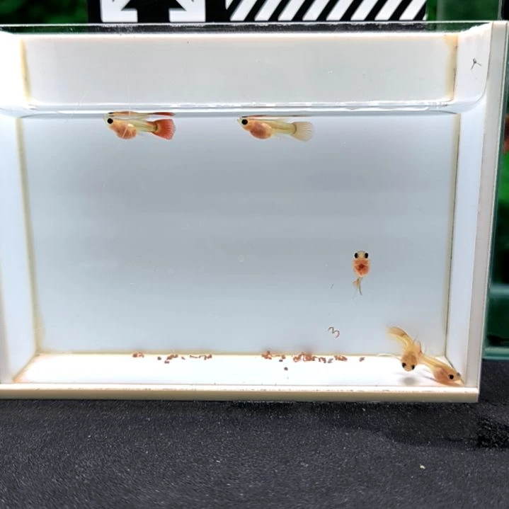 孔雀鱼银河琉璃大c的苗子6条含一条备损