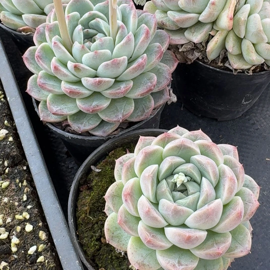 两颗小盆白底母本不带盆24-90