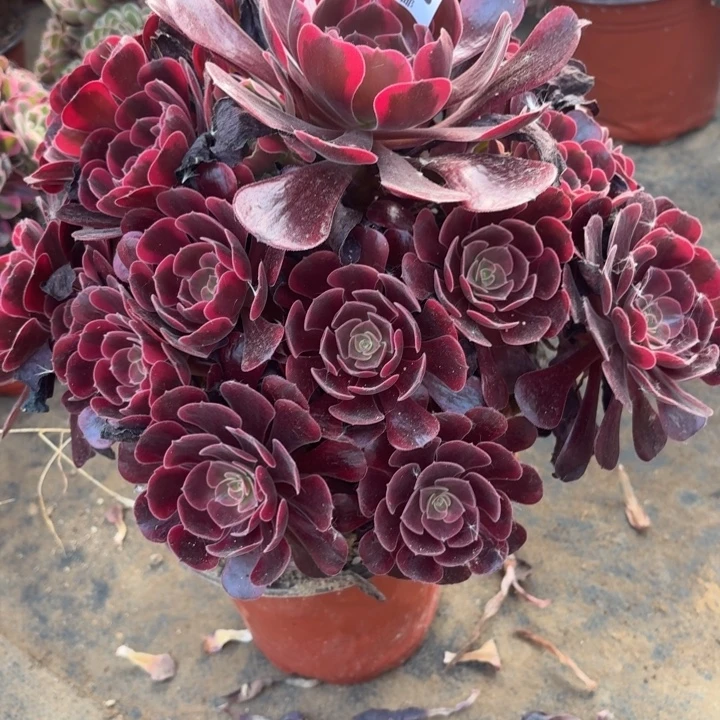 多肉植物 543 爱神,