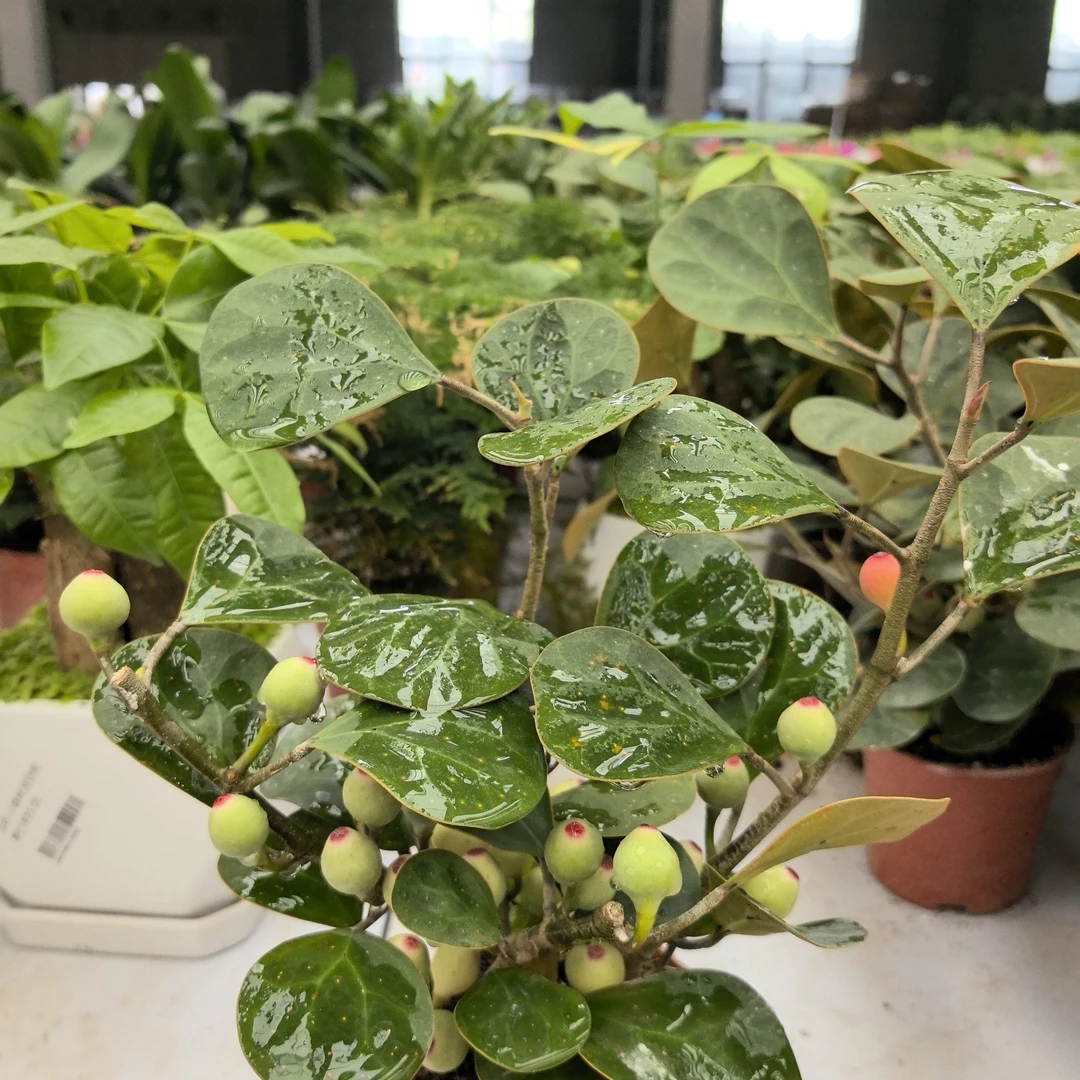（只发西藏）菩提盆栽带果植物室内客厅办公室桌面禅意招财