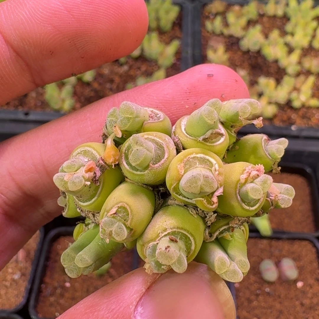 云缦精品番杏20.41