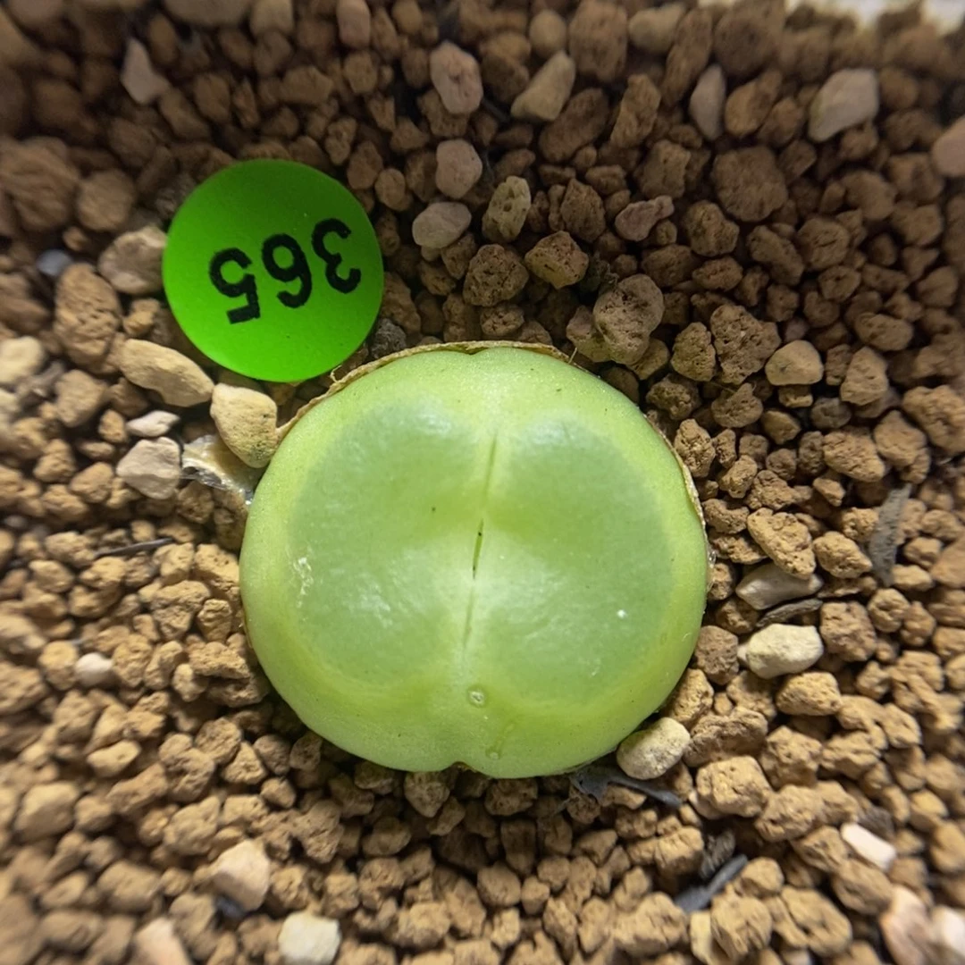 拉登2.2+多肉植物365