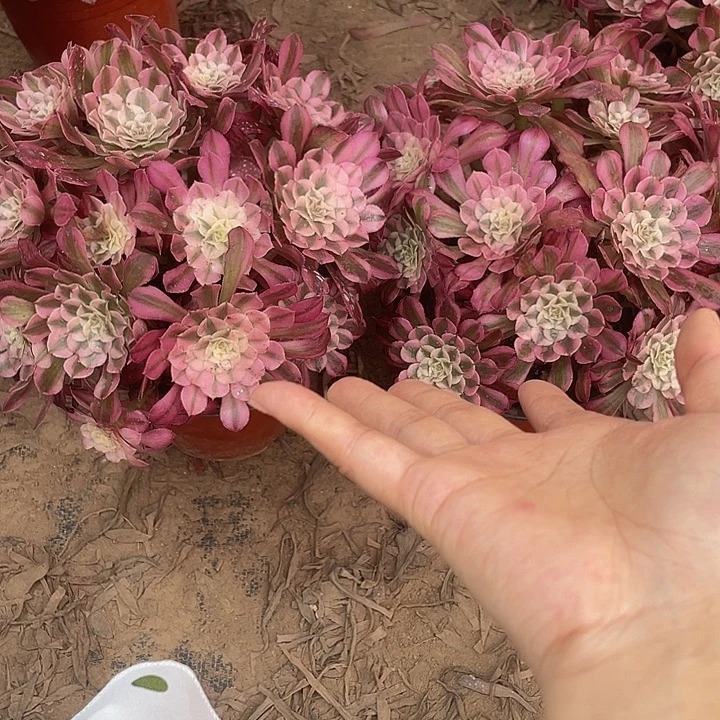 红桐超白两颗脱土发货