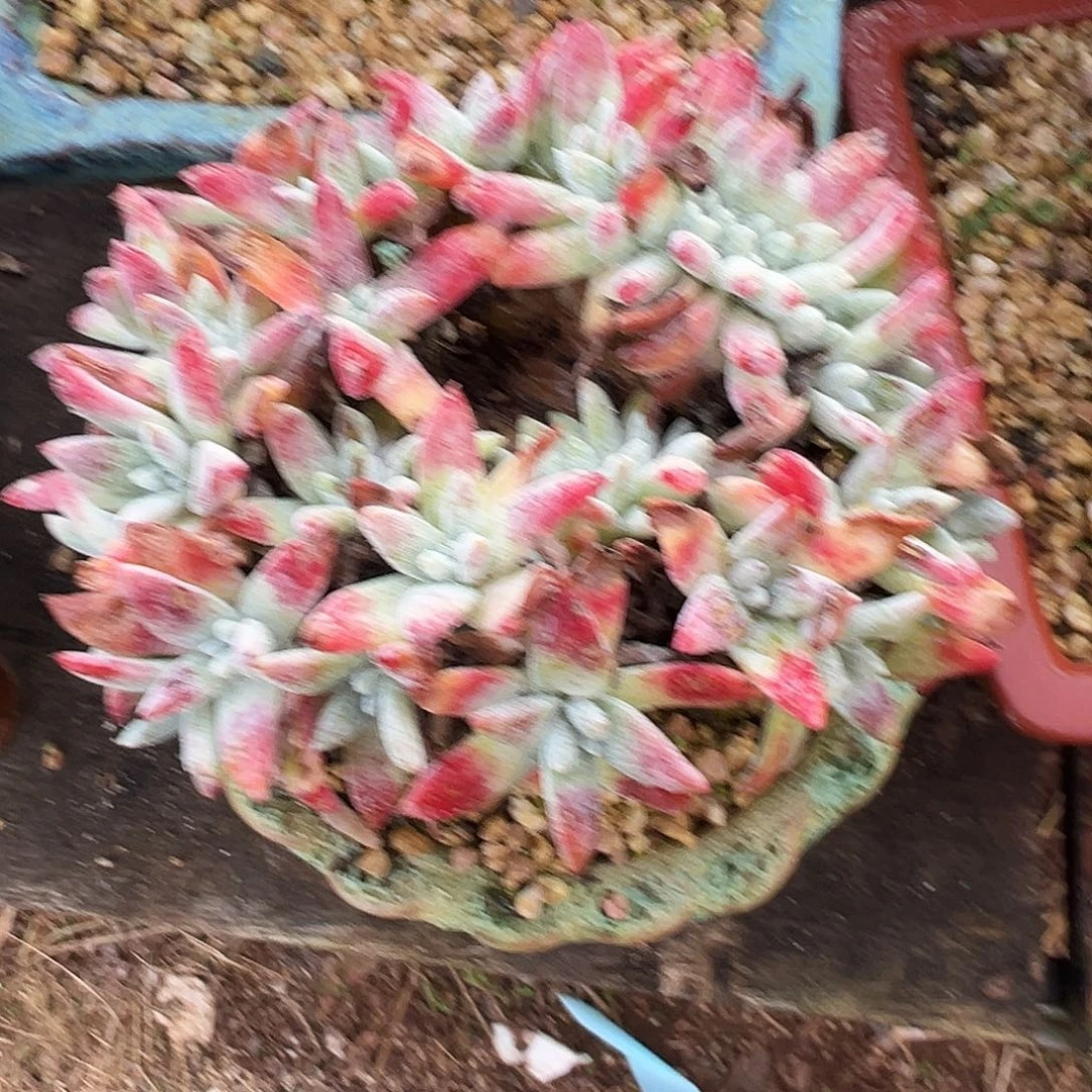 5964拇指杂交仙女杯