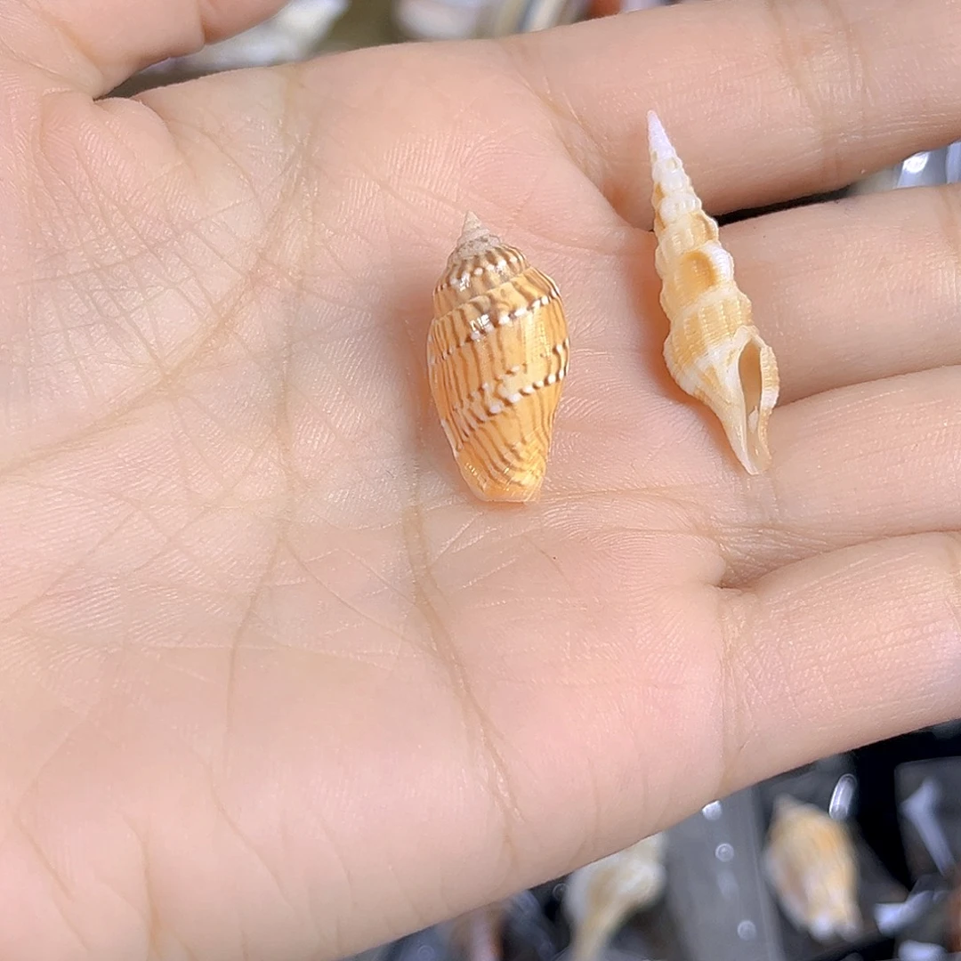 大理石磁石大****旺天然贝壳特价款不退不换