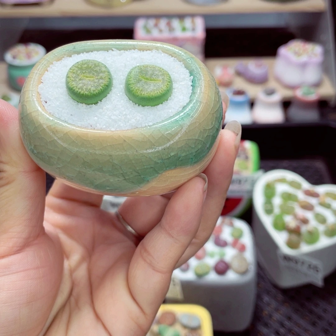 w9728 带盆土发货一物一拍