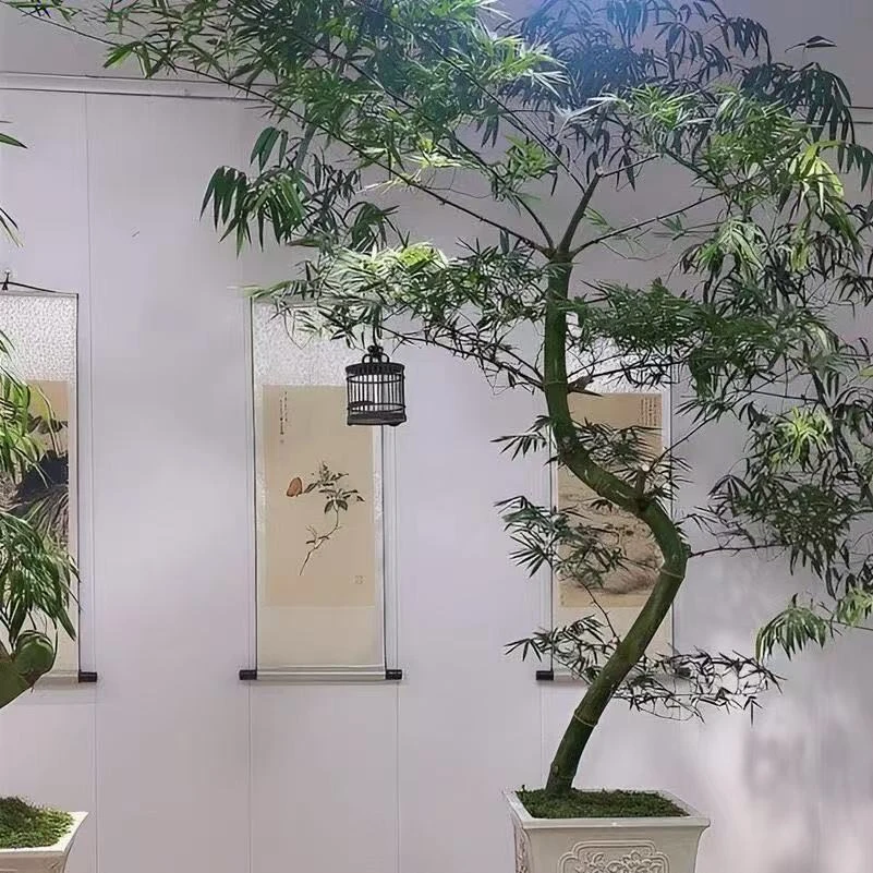 小叶簕竹盆栽带盆带土包邮室内好养活绿植半熟宝塔凤尾游龙桩