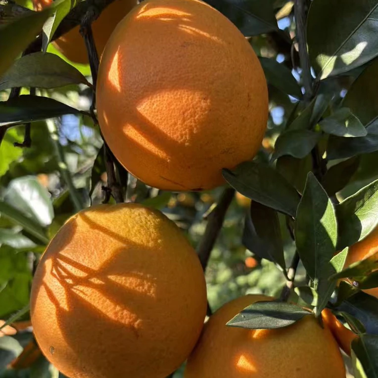 湖南巷子口易爱秋脐橙大果香甜多汁孕妇适用水果