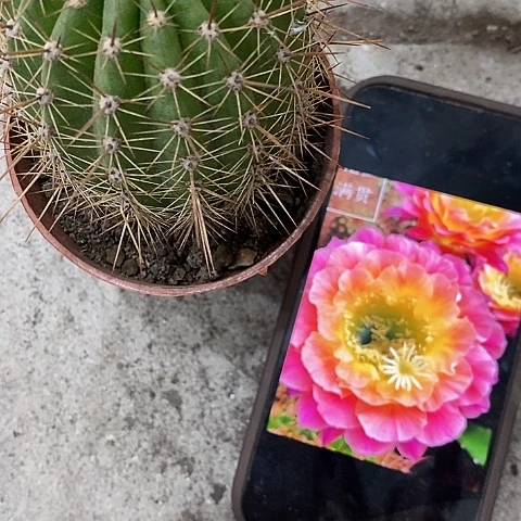 大满贯毛花，5-7公分左右