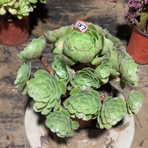 万圣节捧花一物一拍