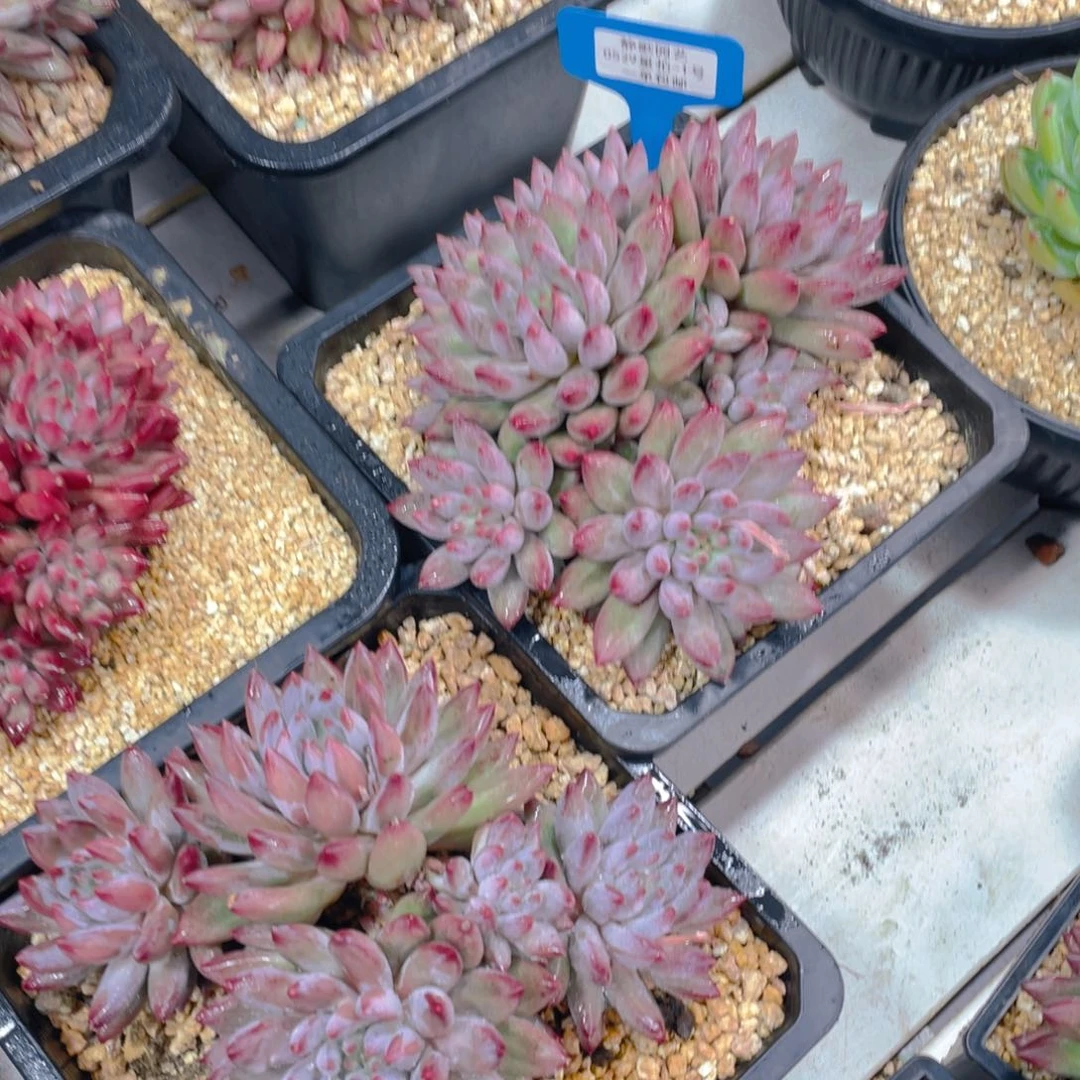 0529-1-大群老桩虞美人羽毛体一颗