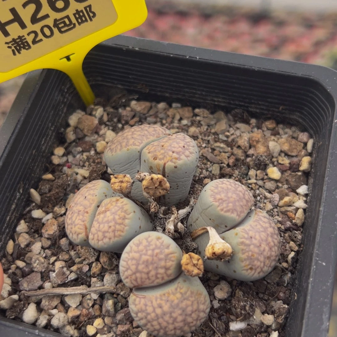 266 生石花大群生大群生