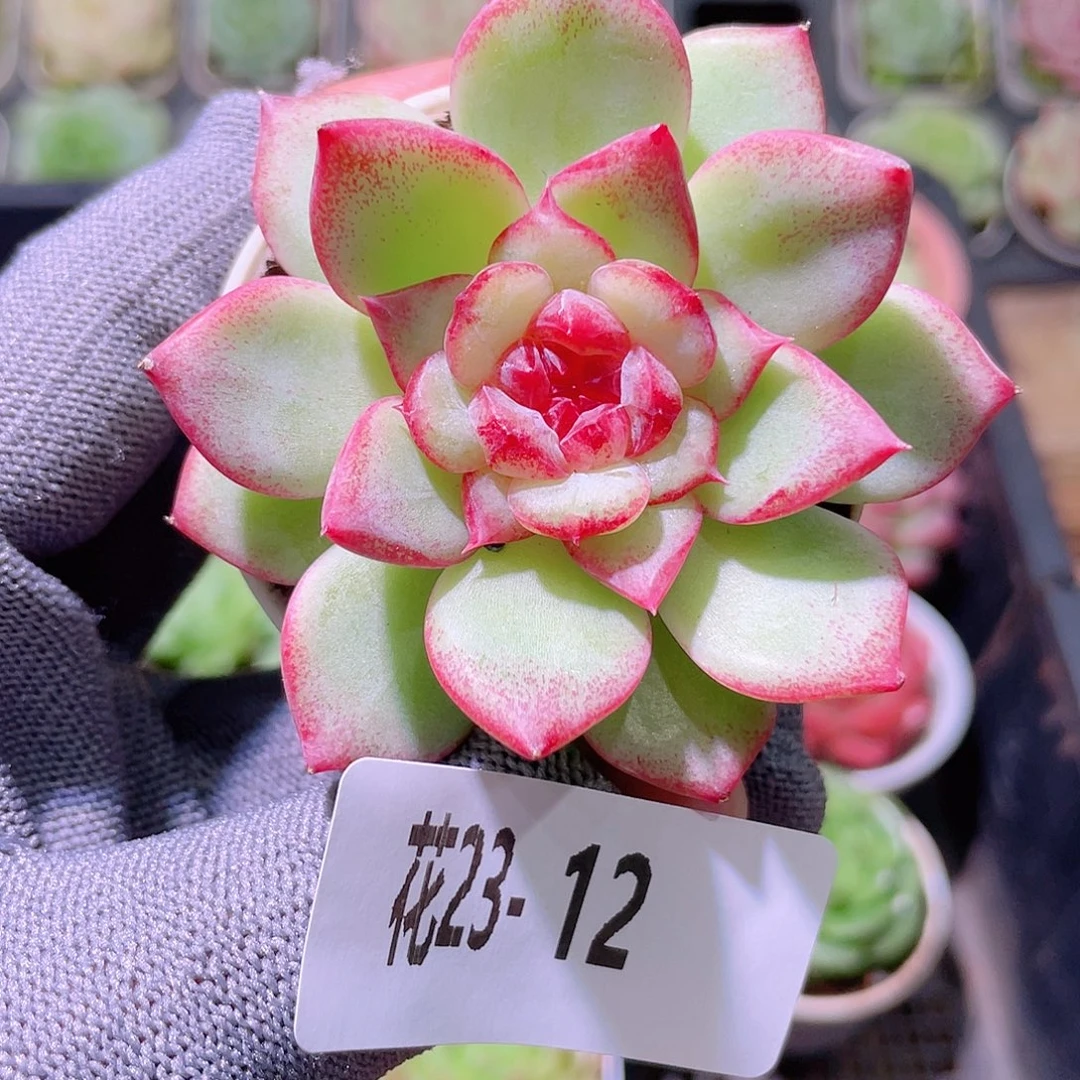 花利美23-12新品