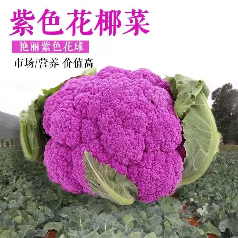 紫色花椰菜种子紫花菜种籽紫色菜花西蓝花露天基地秋季种蔬菜种籽
