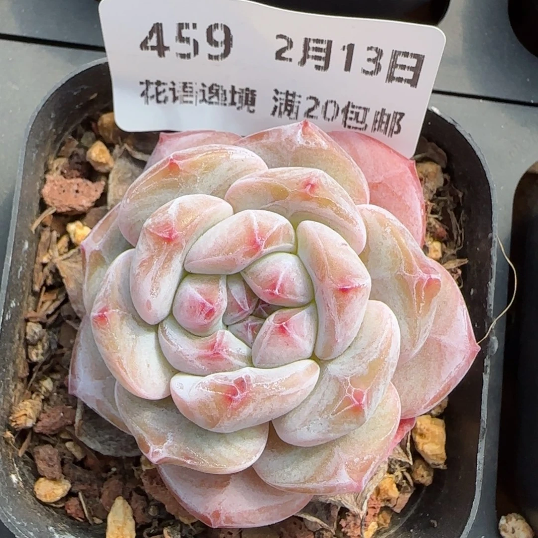 花语逸境0213-459