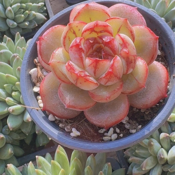 血色浪漫多肉植物36.8