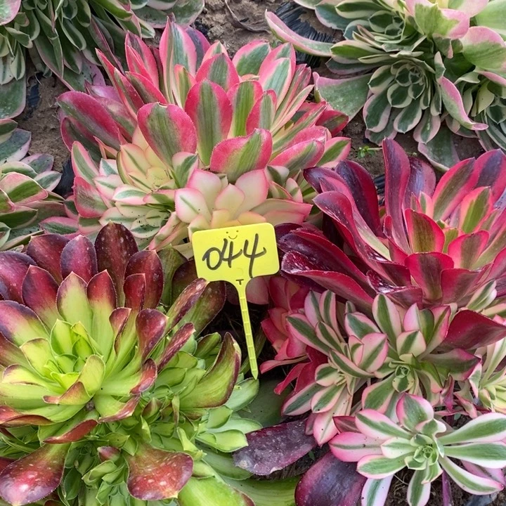 12231223法师组合044号