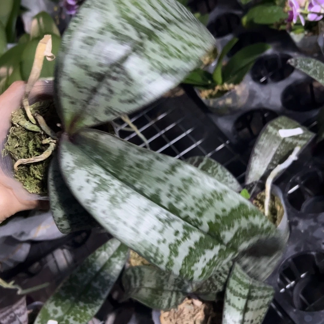 当前无花栽培后可以开花山采交奎松2.8带剑根少