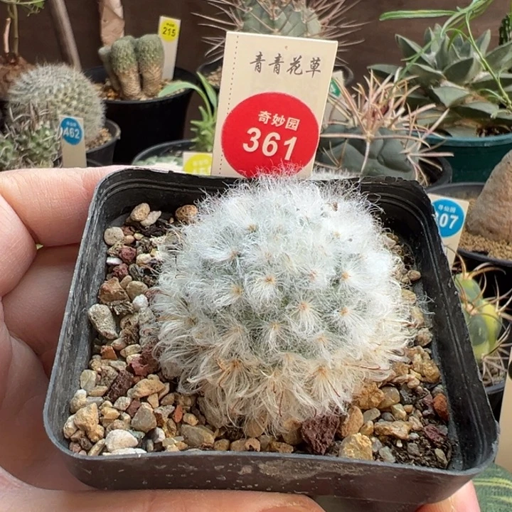 实生浓毛白云高砂一棵