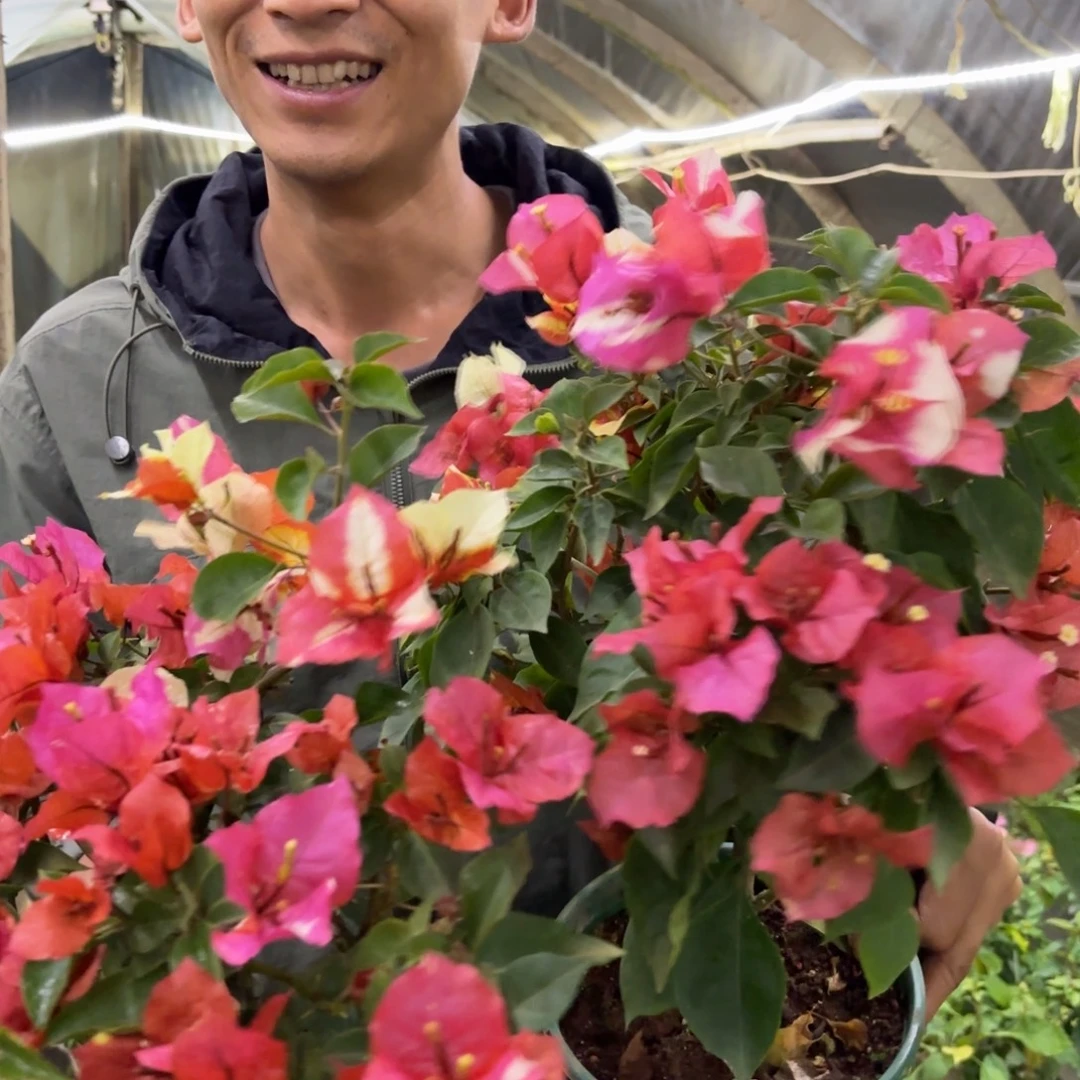 完全开放（君之妍）三角梅会落花落叶会光杆苗有大有小