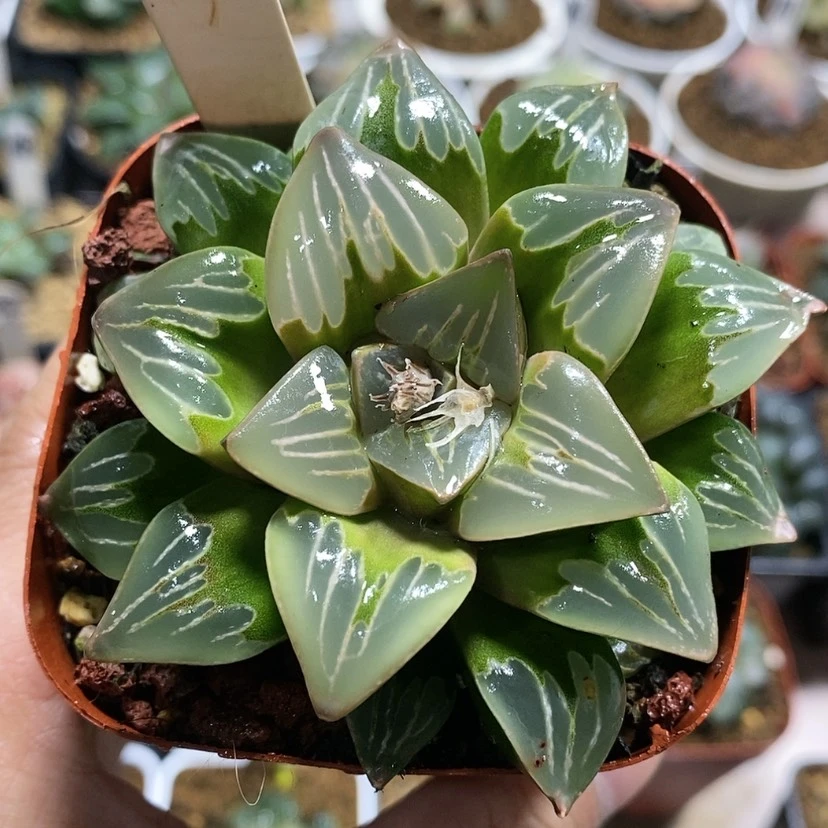 【闪购商品】15绿玻璃