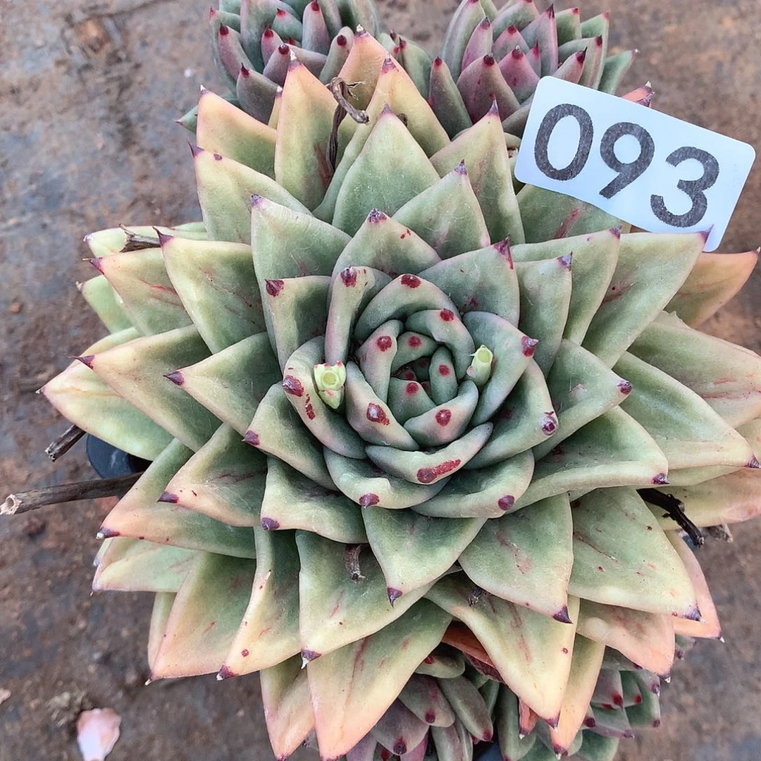 093 一物一拍多肉