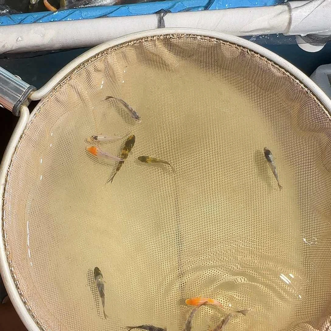 锦鲤T****6锦鲤的故事是