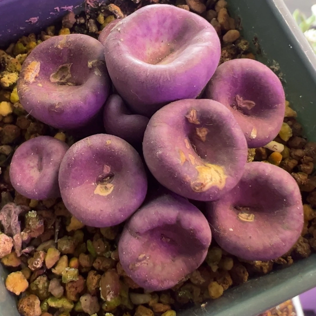 编号1968嘴 肉锥植物