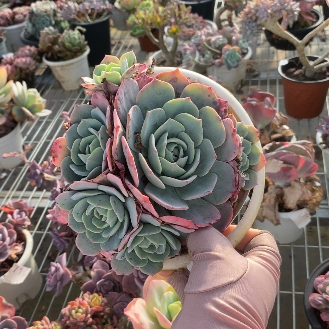 397蓝粉台阁一物一拍