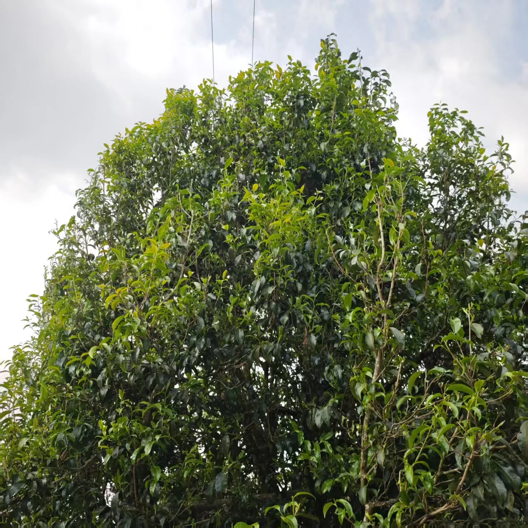 【龙哥私房茶】2025年 锦绣千年野生红大单株 云南红茶散茶