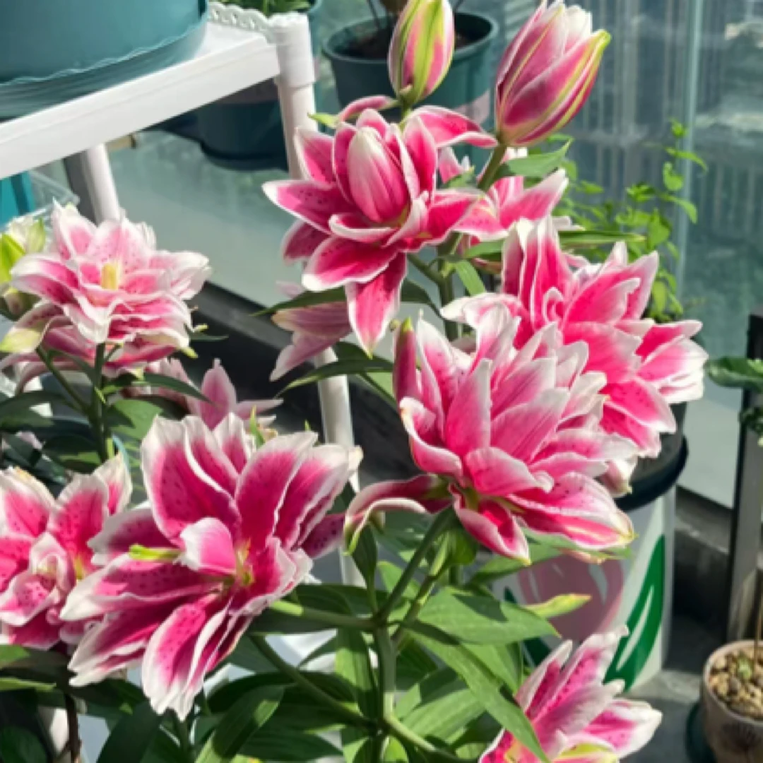 【火星之恋】鲜花直播间现场直播卖花重瓣香水百合鲜切花顺丰包邮